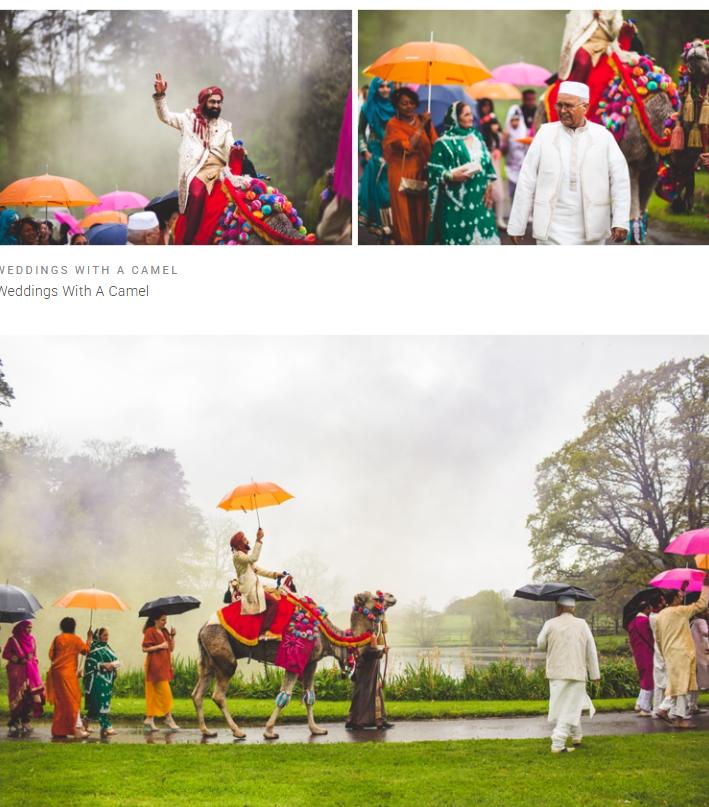 Indian wedding procession — Joseph's Amazing Camels Ltd, Idlicote