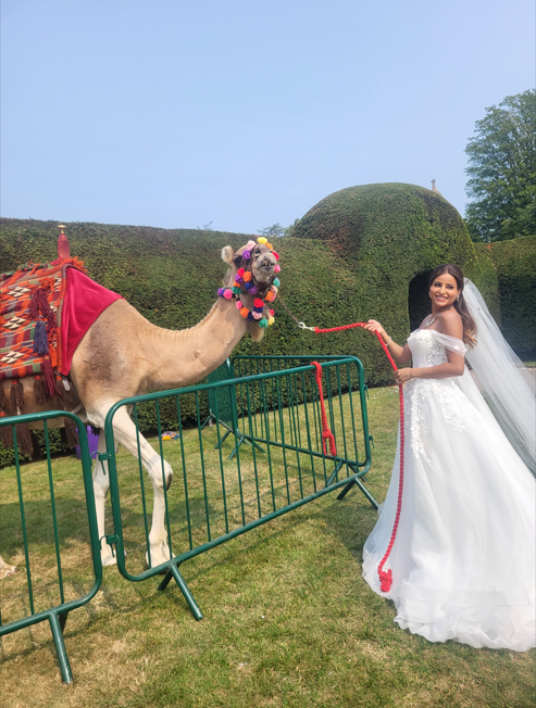 Saudi bride meets English camel — Joseph's Amazing Camels Ltd, Idlicote