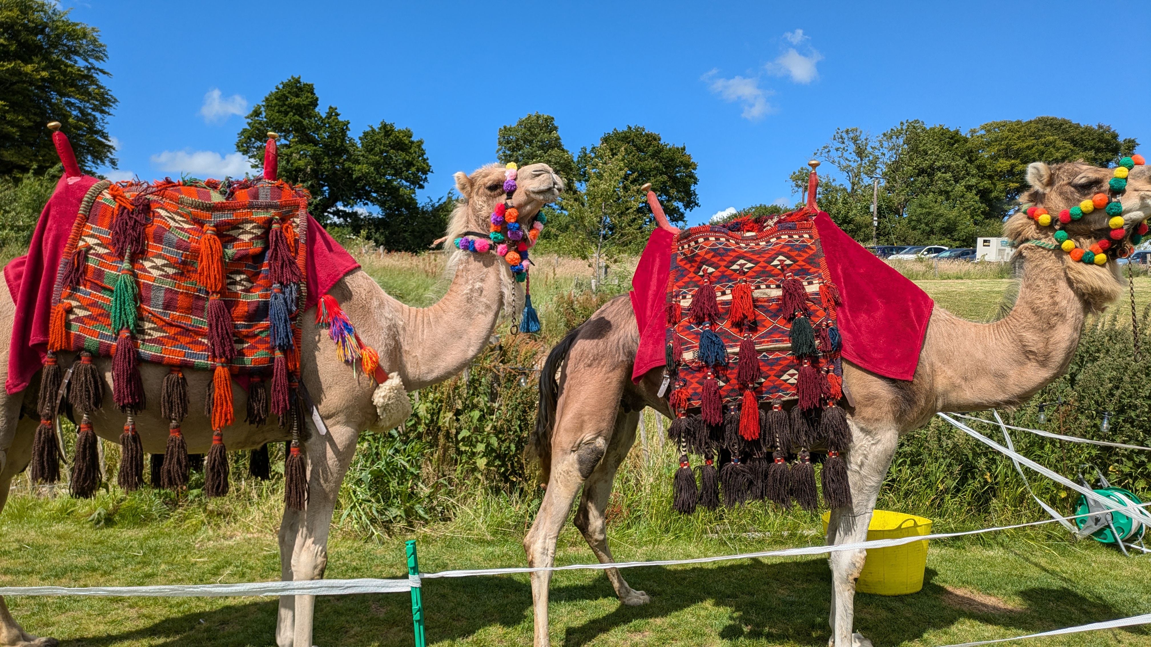Beautifully turned out Dromedaries on display — Joseph's Amazing Camels Ltd, Idlicote